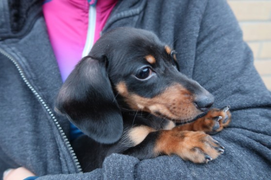 Miniature Dachshund Dogs and Puppies for sale in hull